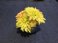 CAI Sale Item