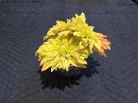 CAI Sale Item