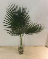 CAI Sale Item